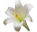 WHITE LILIES BOUQUETS (7)